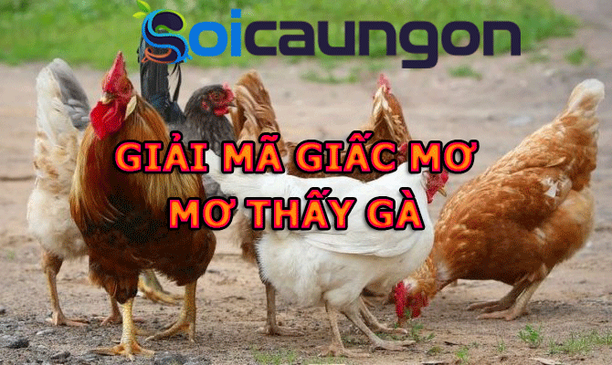 Mơ thấy gà