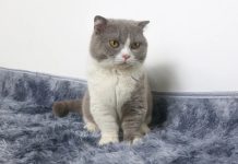 Mơ thấy mèo đánh con gì chính xác