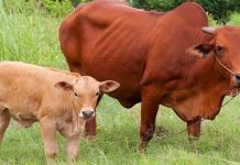 Mơ thấy con bò nên đánh con gì dễ trúng