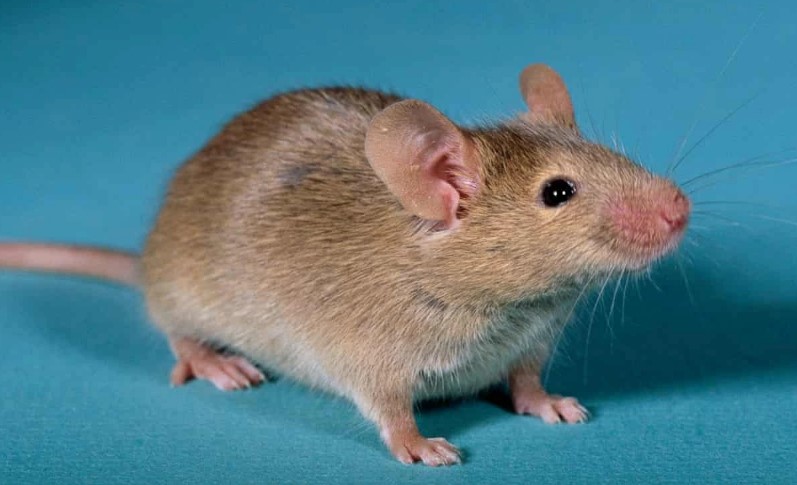 Mơ về chuột
