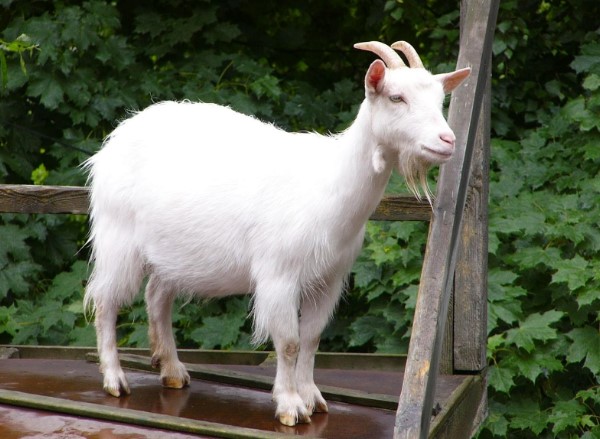 Mơ thấy dê đánh con gì