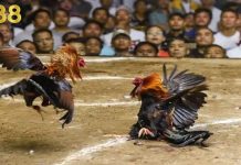 Đá Gà BJ88 Với Các Trận Đòn Nòi Gay Cấn Kèo Hấp Dẫn